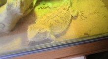 Matty the bearded dragon